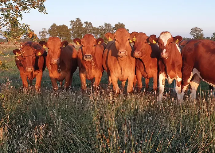 Boutique-hotel Art Zone Ranch 3* Osten